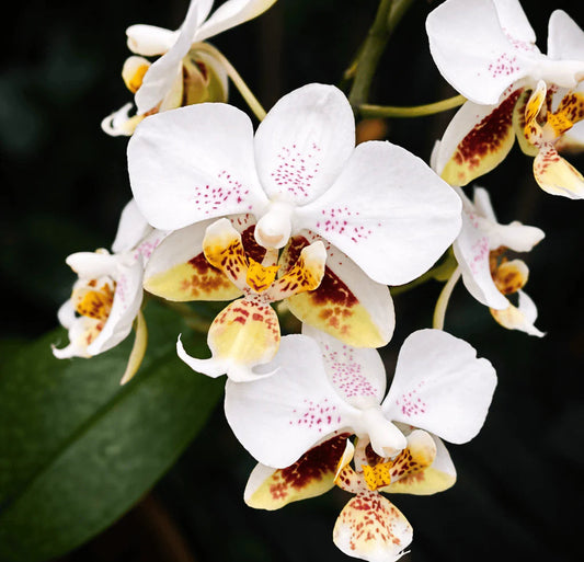 Phalaenopsis stuartiana - species - orchid