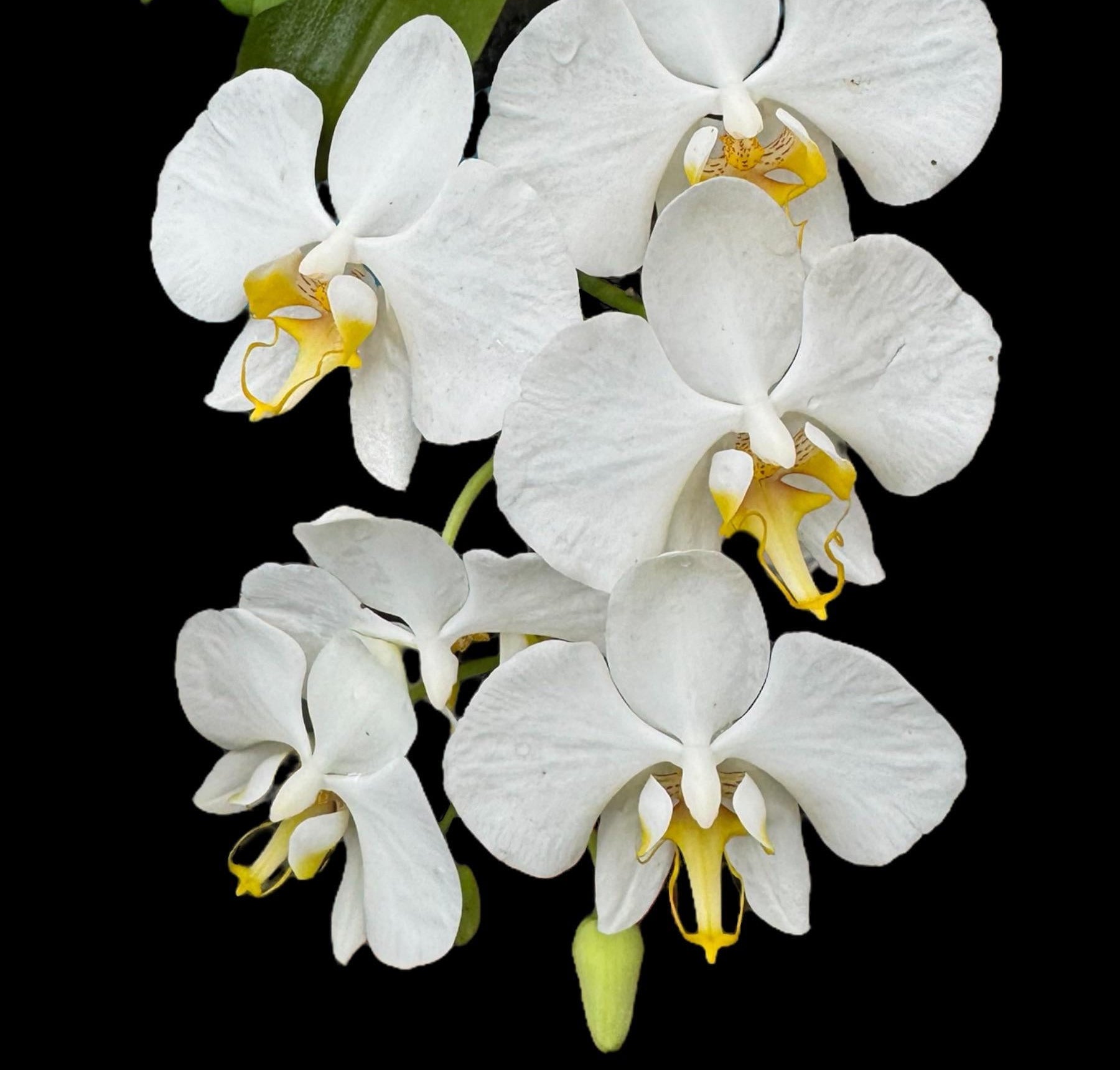 White orchids with yellow centers on a black background