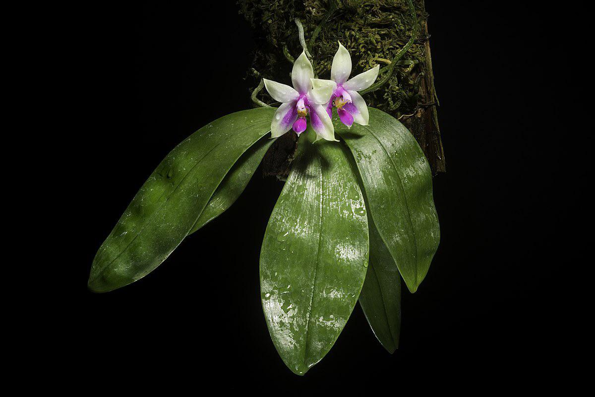 Phalaenopsis bellina available for purchase Australia