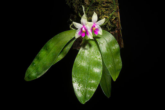 Phalaenopsis bellina available for purchase Australia