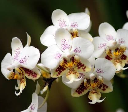 Phalaenopsis stuartiana - species - orchid