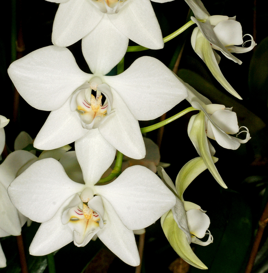 Phalaenopsis aphrodite - species - orchid