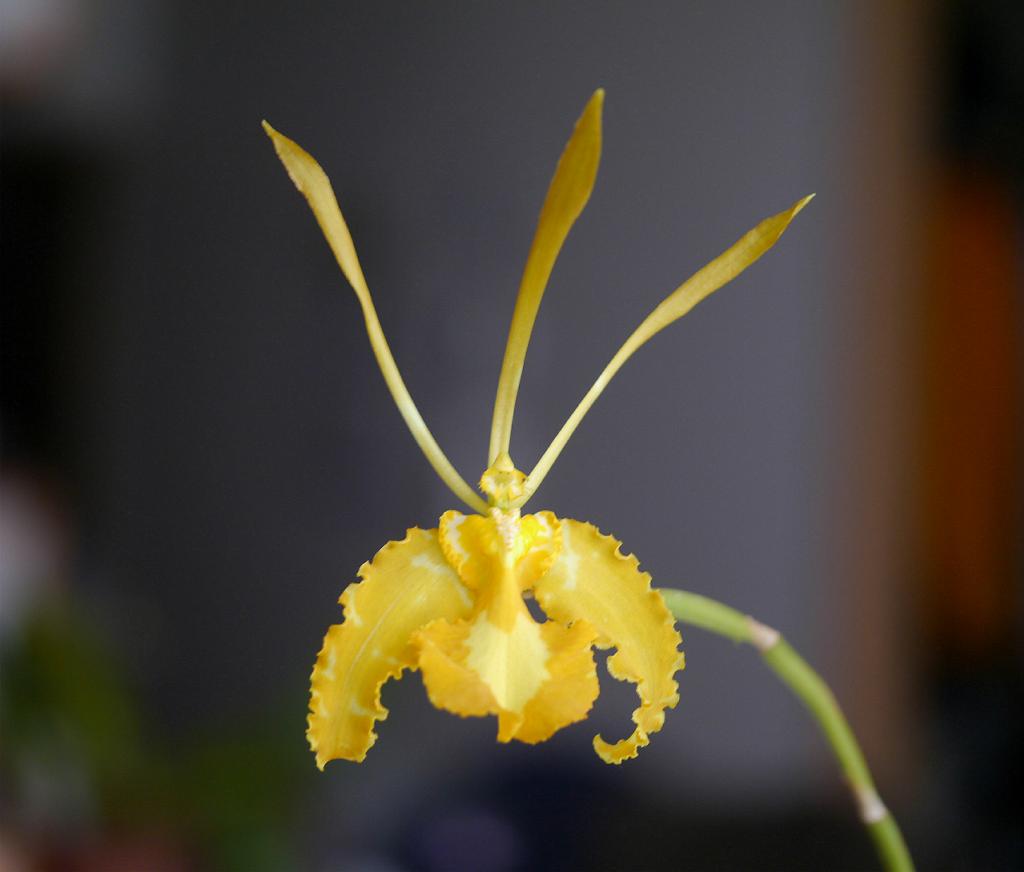 Psychopsis papilio var alba - species - orchid