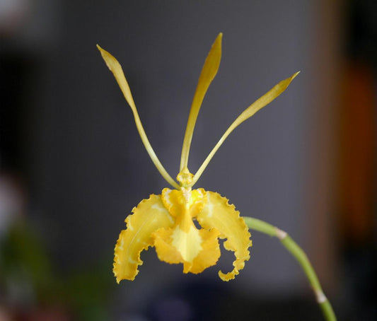 Psychopsis papilio var alba - species - orchid