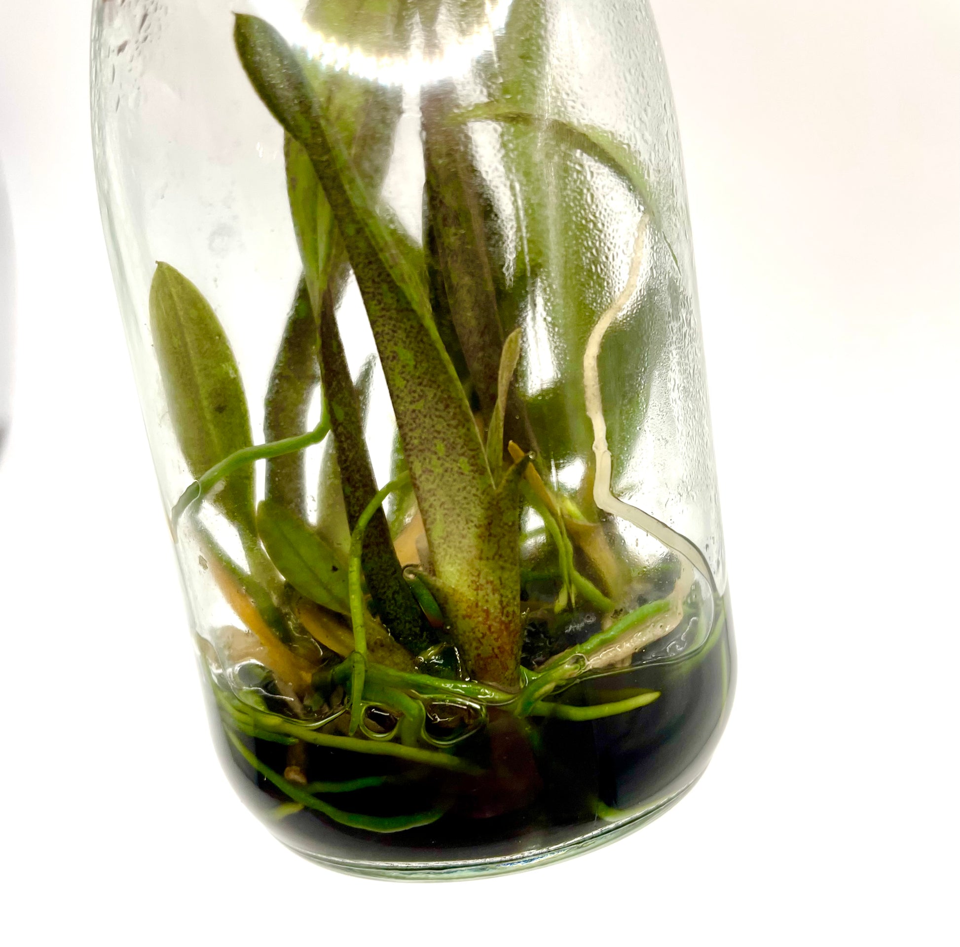 Psychopsis versteegiana micro hobby flask for sale Australia