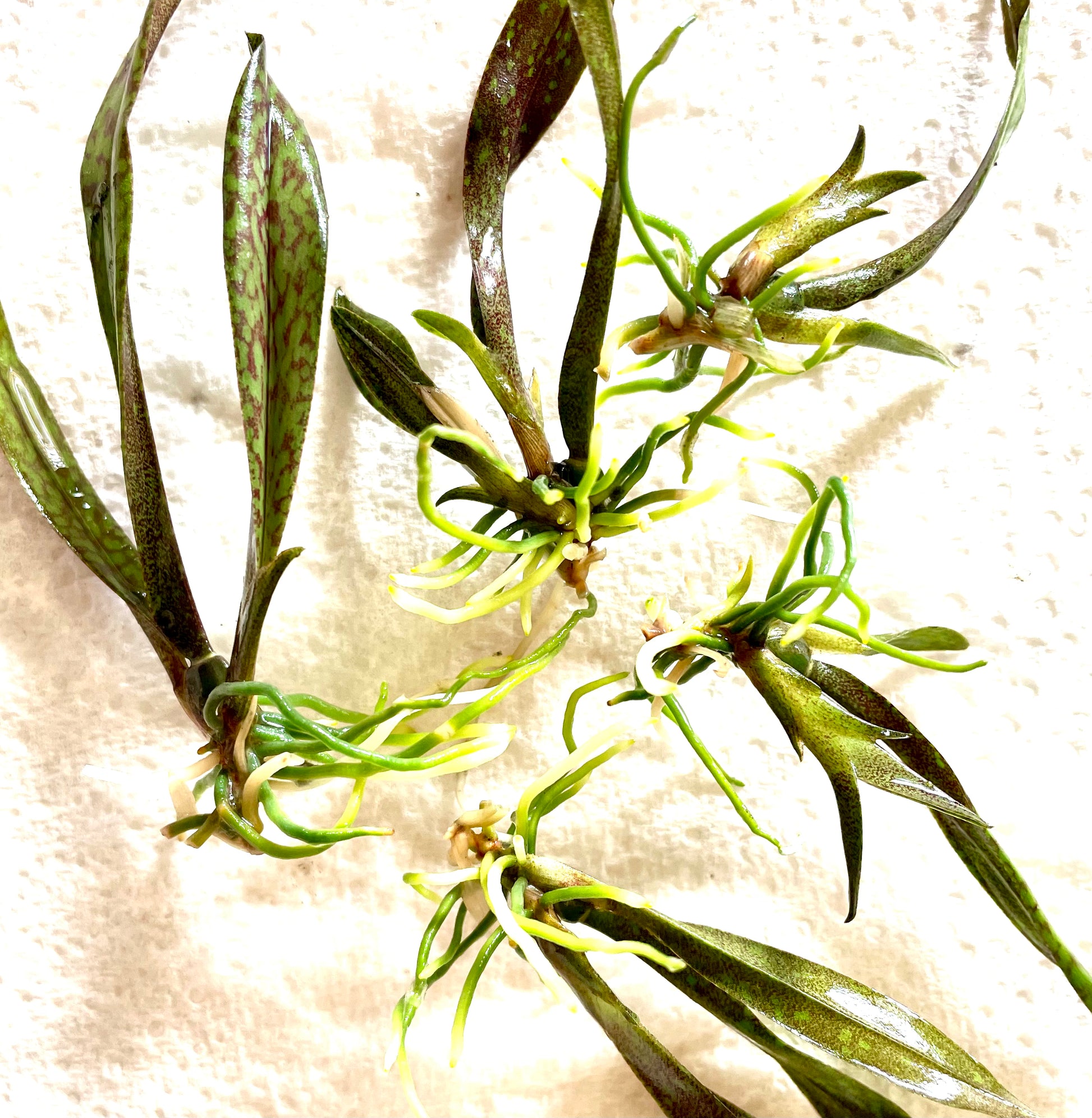 Psychopsis versteegiana seedlings after deflasking