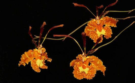 Psychopsis sanderae - species - orchid
