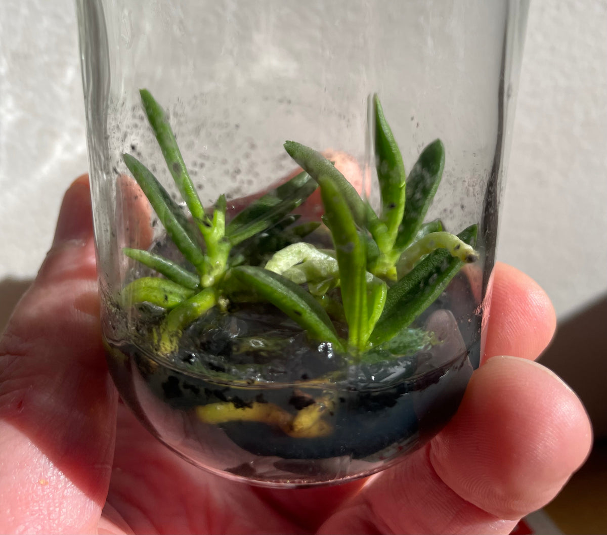 Pteroceras semiteretifolium micro hobby flask of 3 plants available for sale in Australia