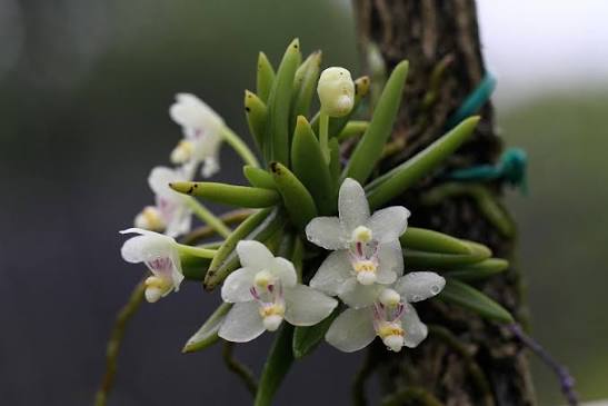 Pteroceras semiteretifolium - species - orchid