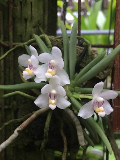 Pteroceras semiteretifolium - species - orchid