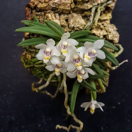 Pteroceras semiteretifolium - species - orchid