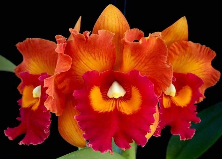 # Rhyncholaeliocattleya Nakornchaisri Delight #2- hybrid - orchid