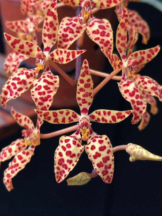 Renanthera monachica 'Sturt' - species - orchid