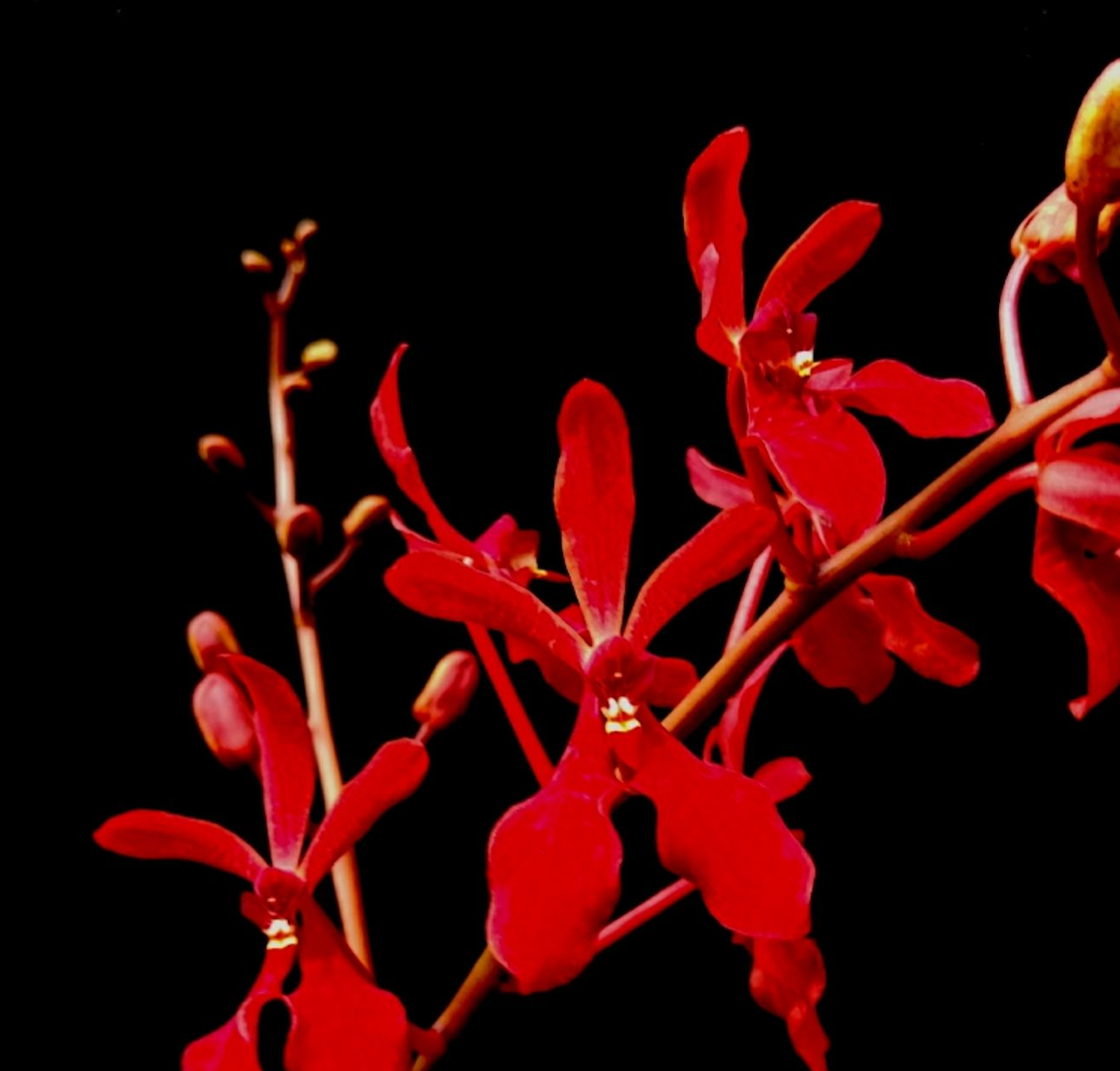 Renanthera philippinensis - species - orchid