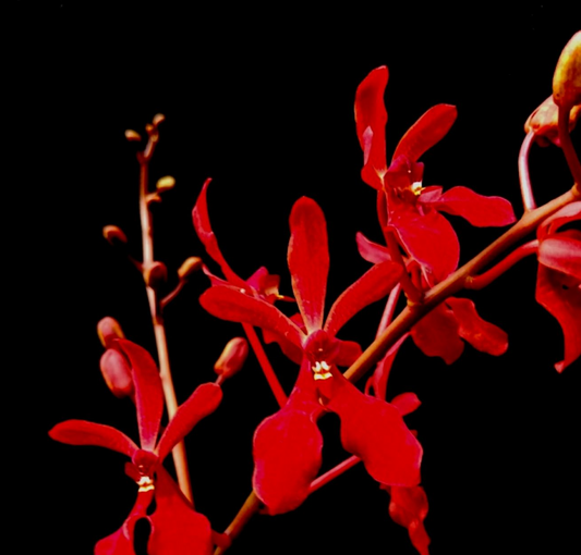 Renanthera philippinensis - species - orchid