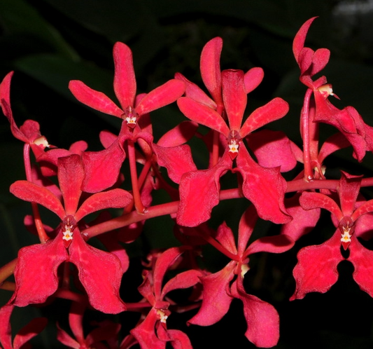 Renanthera philippinensis - species - orchid