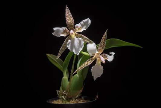 Rhynchostele rossii - species - orchid