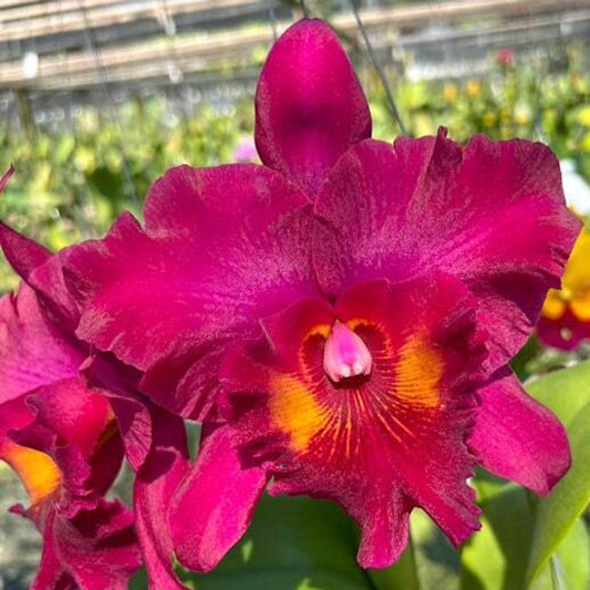 # Rhyncholaeliocattleya Myanmar Sunset - hybrid - orchid