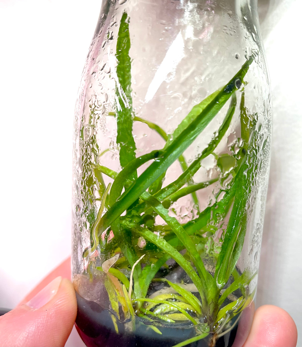 Rodriguezia bahiensis micro hobby flask 5 plants available for sale in Australia 