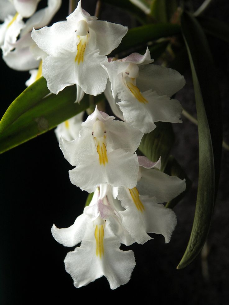 Rodriguezia bahiensis - species - orchid