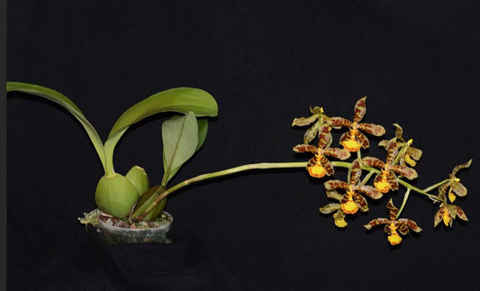 Rossioglossum insleayi - species - orchid