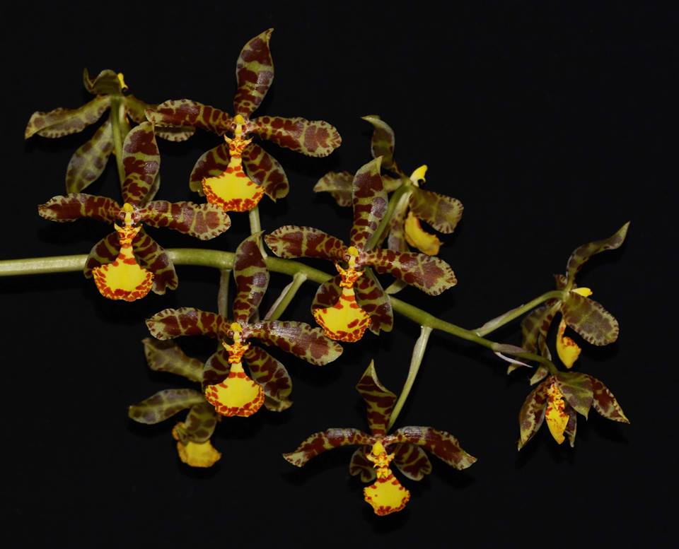 Rossioglossum insleayi - species - orchid