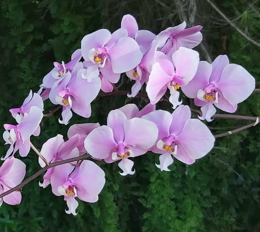 Phalaenopsis schilleriana 'Pink Butterfly' AM/AOS - species - orchid