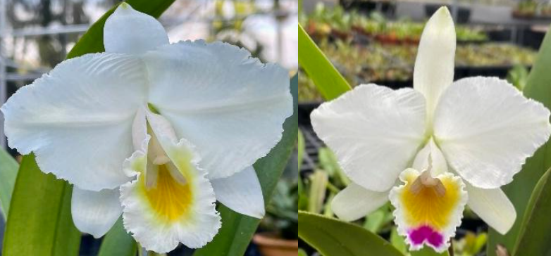 Cattleya quadricolor - species - orchid