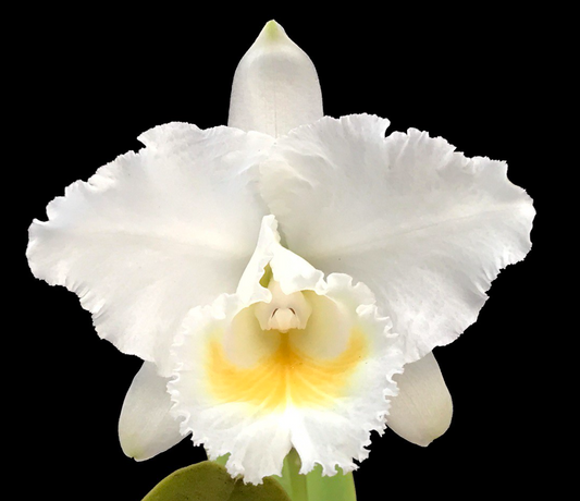 Cattleya quadricolor - species - orchid
