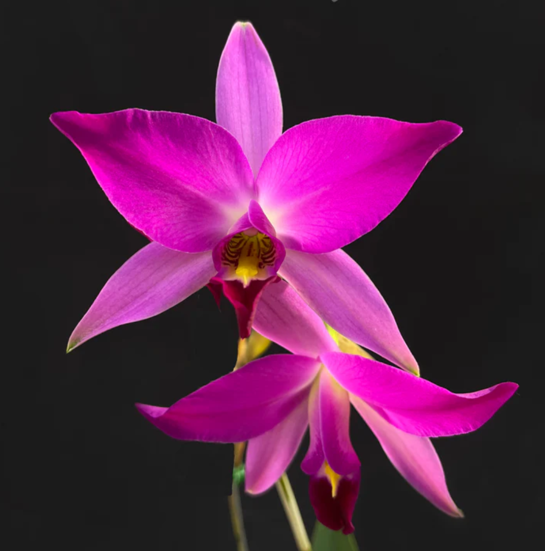 Laelia anceps (Cattleya anceps) - species - orchid