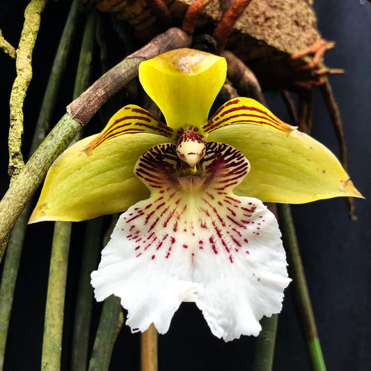 Close-up of a yellow and white Bifrenaria salesiana orchid with red spots on a dark background