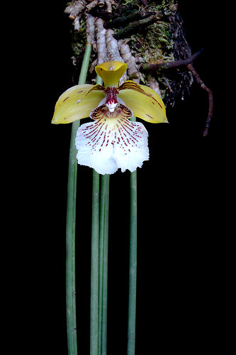 Close-up of a yellow and white flower of Bifrenaria salesiana orchid with green leave on a dark background