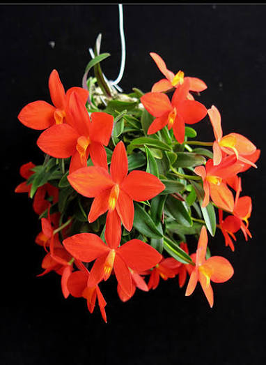 Cattleya (Sophronitis) acuensis - species - orchid