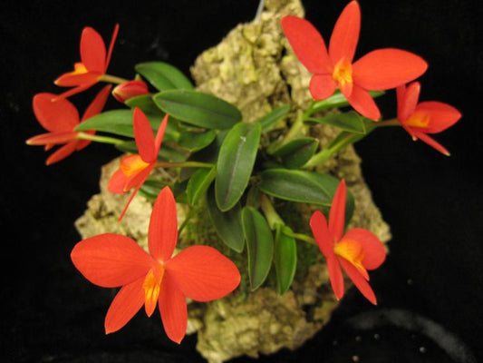 Cattleya (Sophronitis) acuensis - species - orchid