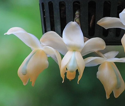 Stanhopea tricornis - species - orchid