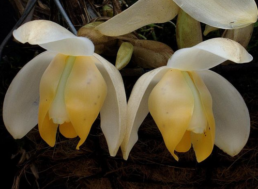 Stanhopea tricornis - species - orchid