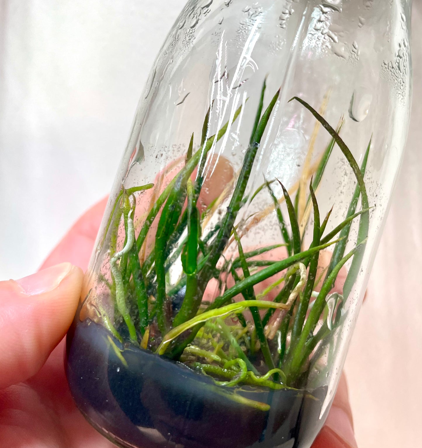 Tolumnia calochila micro hobby flask 5 plants available for purchase Australia