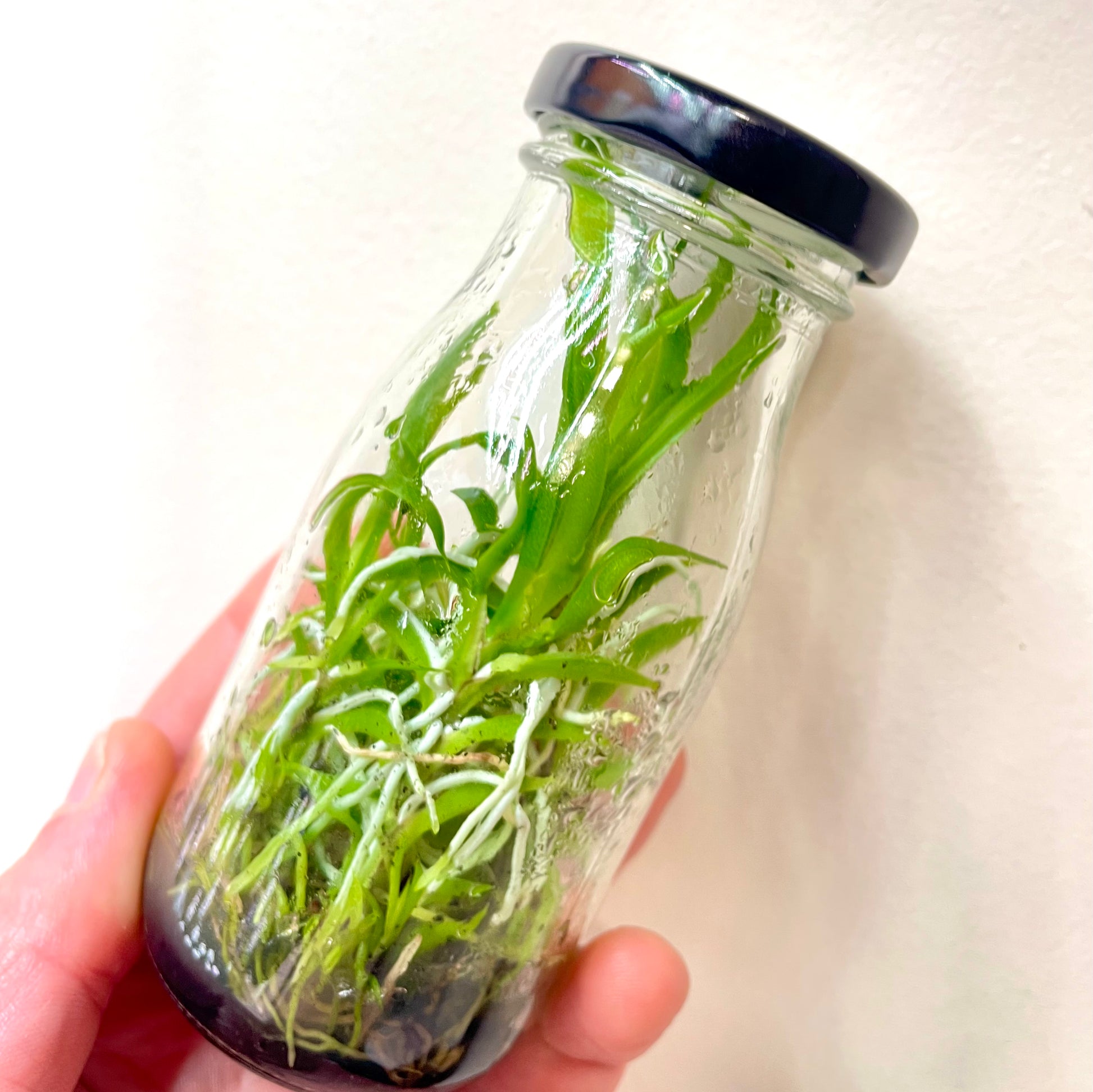Tolumnia urophylla micro hobby flask 5 plants for sale in Australia