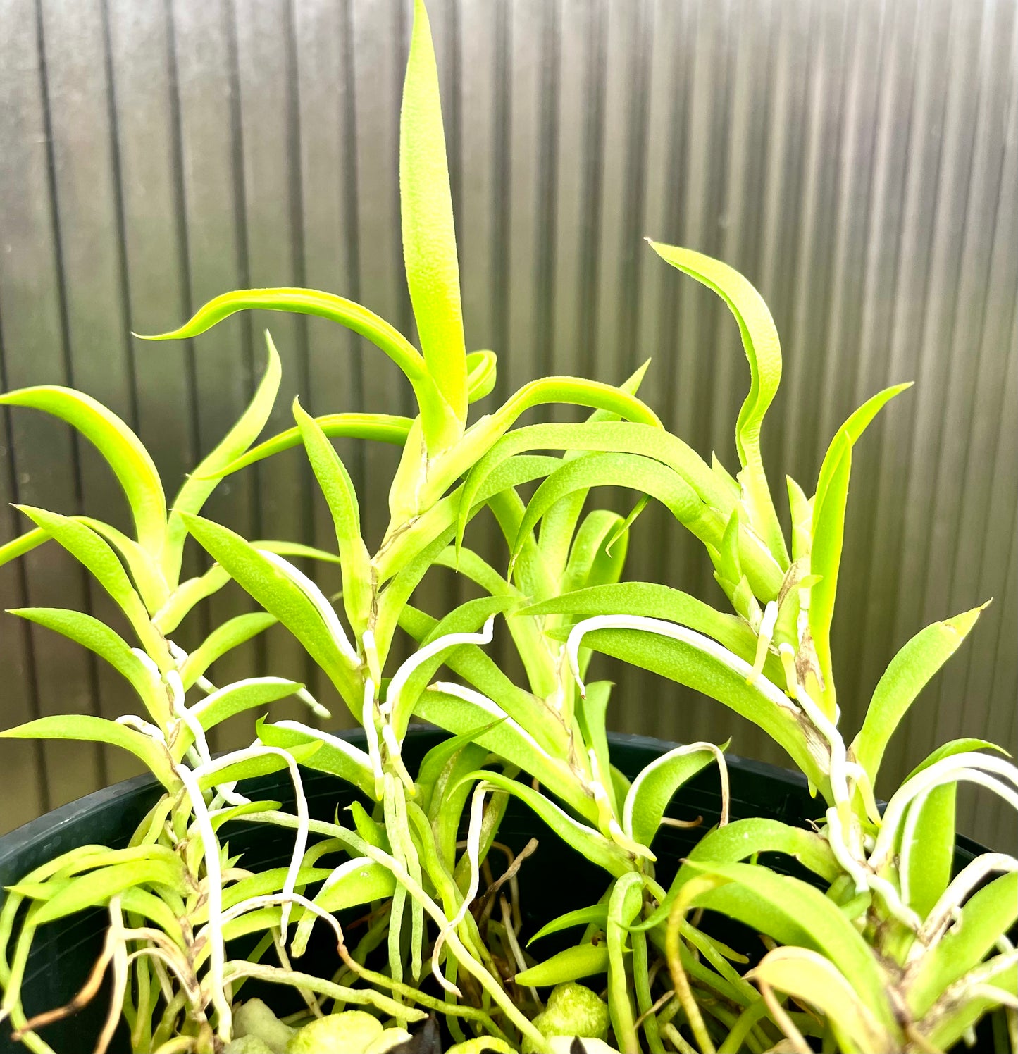 Tolumnia urophylla seedlings available for sale in Australia