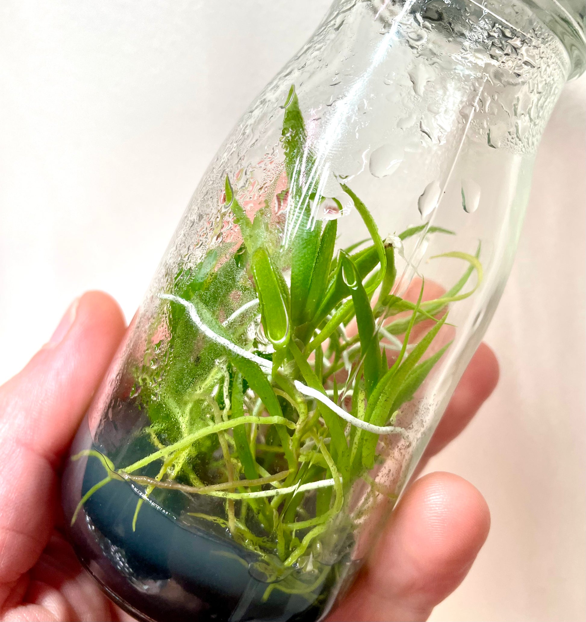 Tolumnia variegata micro hobby flask of 5 plants available for sale in Australia