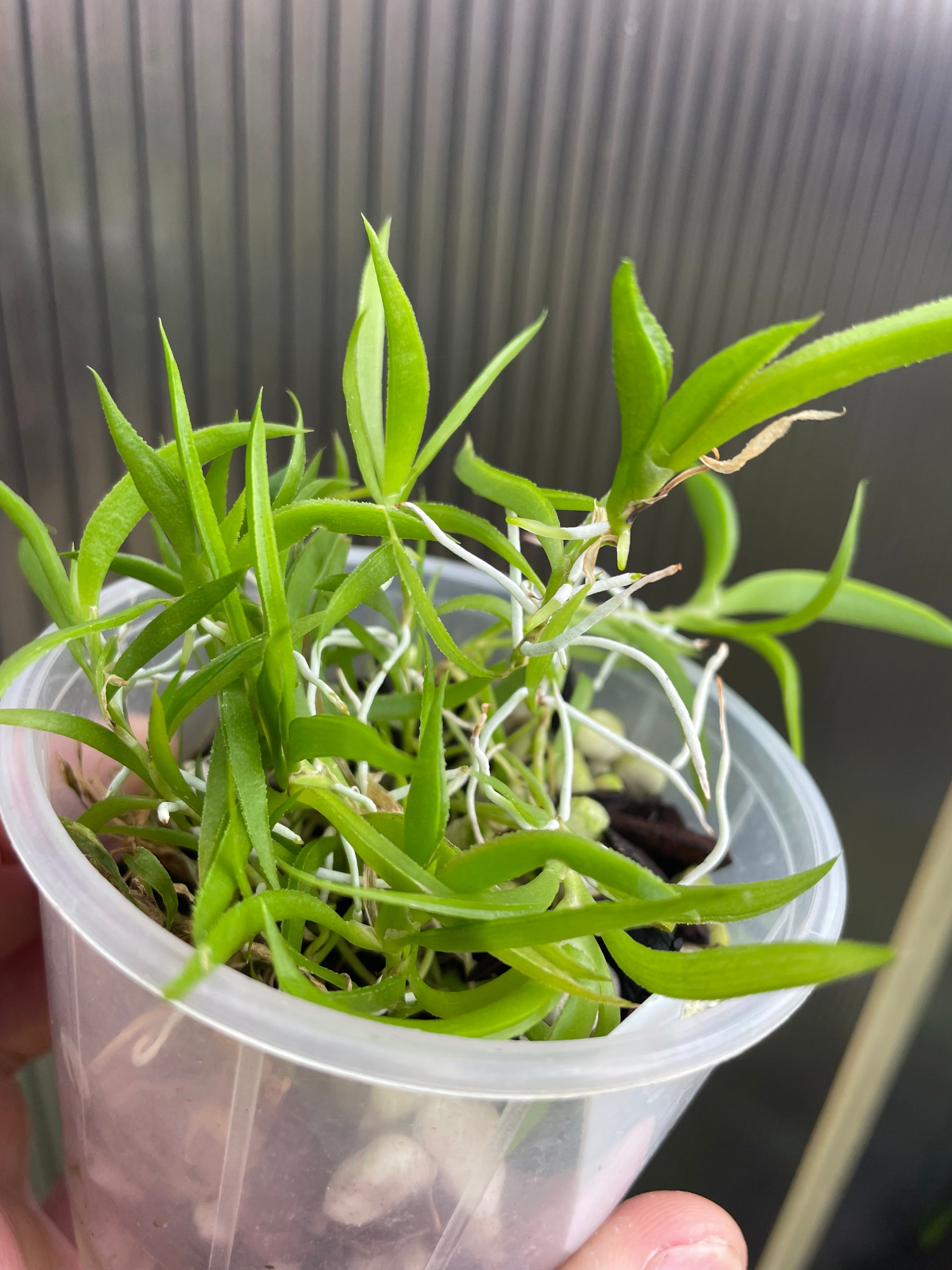 Tolumnia variegata seedlings for sale in Australia