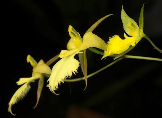 Tolumnia calochila - species - orchid