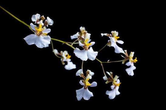 Tolumnia variegata - species - orchid