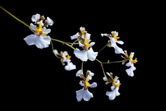 Tolumnia variegata - species - orchid