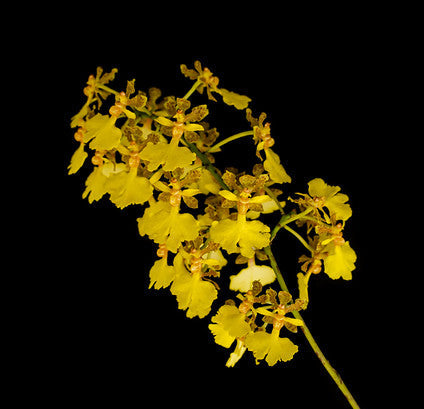 Trichocentrum lacerum (Oncidium stipitatum) - species - orchid
