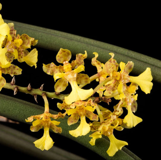 Trichocentrum lacerum (Oncidium stipitatum) - species - orchid