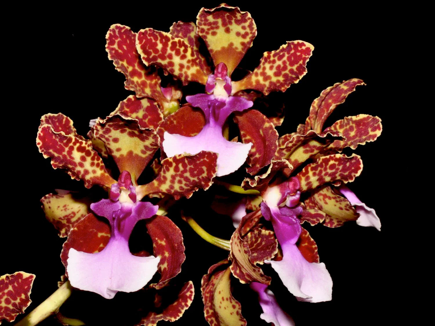 Oncidium/Trichocentrum lanceanum flowers with brown and pink petals on a black background
