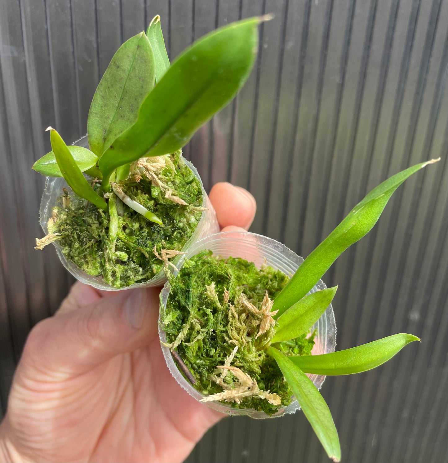 Trichocentrum lanceanum seedlings example of plants available for purchase. Plants for sale. Orchid seedlings on offer.