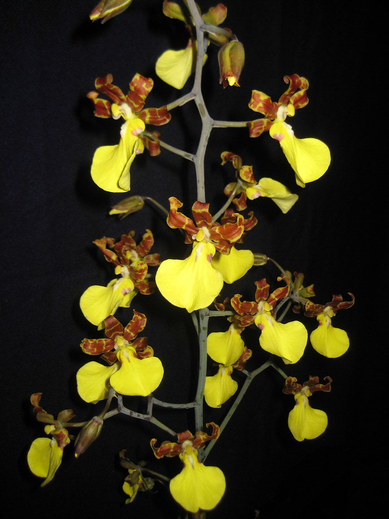 Trichocentrum (splendidum x lanceanum)  - primary hybrid - orchid