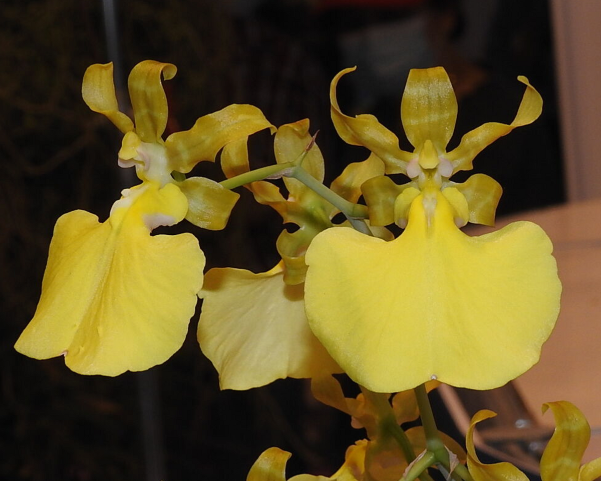 Trichocentrum splendidum f. aureum for sale